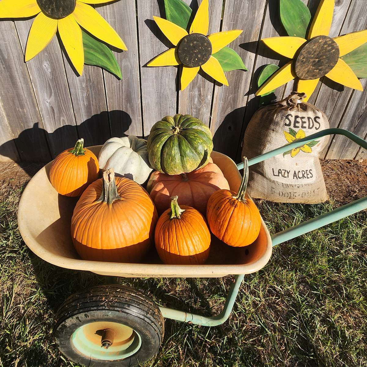 Pumpkins arranged in a wheelbarrow for the Pumpkin Pounds Showdown.